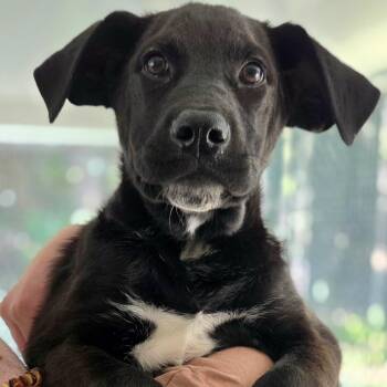 Black Labrador Retriever Dogs Available for Adoption in New Rochelle, New York - Lotto | PetCurious