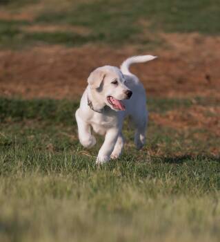 Great Pyrenees Dogs Available for Adoption in Sadler, Texas - Blue Goose | PetCurious