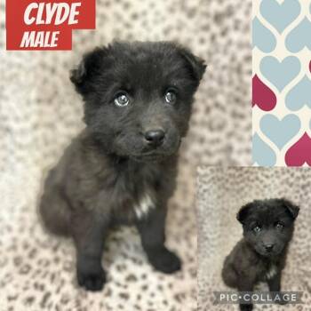 German Shepherd Dog Dogs Available for Adoption - Clyde | PetCurious