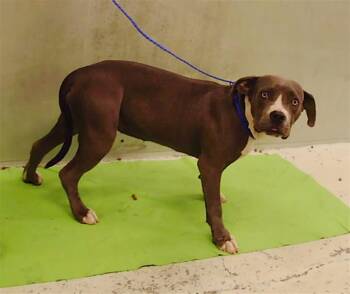 Rescue American Staffordshire Terrier and Mixed Breed Dogs for Adoption in Houston, Texas - A2038424 | PetCurious