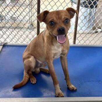 Steve -  Pug and Beagle Dog for Adoption in Morton Grove, Illinois - Steve | PetCurious