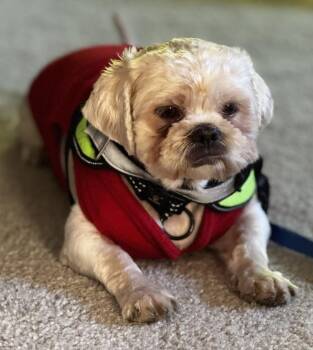 Shih Tzu Dogs Available for Adoption - Christopher | PetCurious