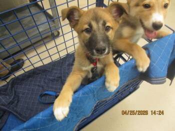 German Shepherd Dog and Siberian Husky Dogs Available for Adoption in Marietta, Georgia - Mocha(316) | PetCurious