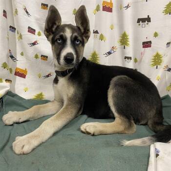A614493 -  German Shepherd Dog Dog for Adoption in Modesto, California - A614493 | PetCurious