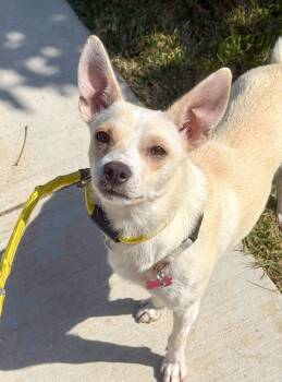 Maybelline -  Chihuahua and Terrier Dog for Adoption in West Hollywood, California - Maybelline | PetCurious
