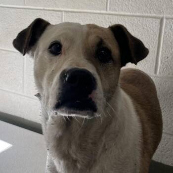 Kilo -  Pit Bull Terrier Dog for Adoption in Harrisonburg, Virginia - Kilo | PetCurious