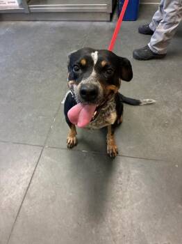 Australian Cattle Dog Blue Heeler and Mixed Breed Dogs Available for Adoption in Santa Cruz, California - SALLY | PetCurious