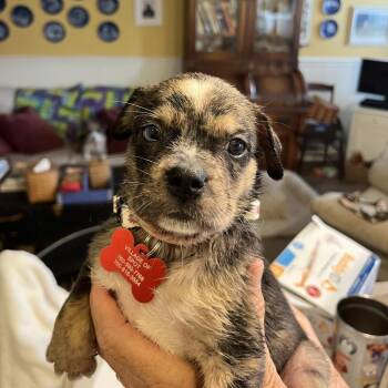 Cardiff -  Pug and Australian Shepherd Dog for Adoption in Oceanside, California - Cardiff | PetCurious