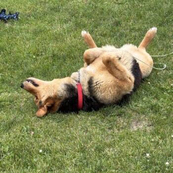 Prince -  German Shepherd Dog and Mixed Breed Dog for Adoption in Hawkestone, Ontario - Prince | PetCurious