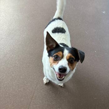 Jack Russell Terrier and Chihuahua Dogs Available for Adoption in Port Jervis, New York - Clark | PetCurious