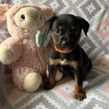 Shepherd Dogs Available for Adoption in Normal, Illinois - Janka | PetCurious