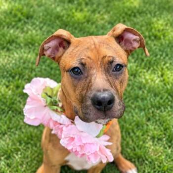 Mars -  Mixed Breed Dog for Adoption in Warren, Ohio - Mars | PetCurious
