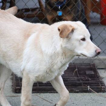 Yellow Labrador Retriever Dogs Available for Adoption - Blake | PetCurious