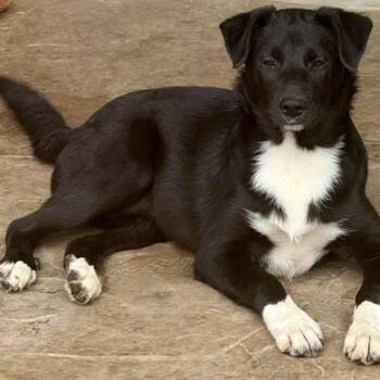 Labrador Retriever and Terrier Dogs Available for Adoption in Houston, Texas - Twinkle  | PetCurious