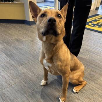 CARMELLA -  Shiba Inu and Pit Bull Terrier Dog for Adoption in St. Louis, Missouri - CARMELLA | PetCurious