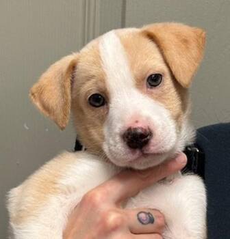 Labrador Retriever and Australian Cattle Dog Blue Heeler Dogs Available for Adoption - Susie Q | PetCurious