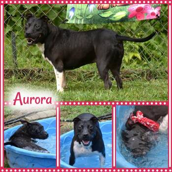 Aurora -  Pit Bull Terrier Dog for Adoption in Wedowee, Alabama - Aurora | PetCurious