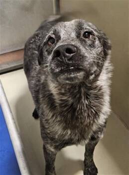 Eli - URGENT -  Australian Cattle Dog Blue Heeler and Shepherd Dog for Adoption in Thousand Oaks, California - Eli - URGENT | PetCurious