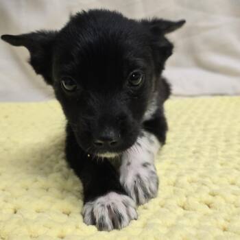 Chihuahua and Corgi Dogs Available for Adoption in Muskego, Wisconsin - Emerald The Tiny Puppy | PetCurious