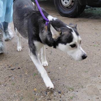 SCARLET 8050 -  Husky and Mixed Breed Dog for Adoption in Loxahatchee Groves, Florida - SCARLET 8050 | PetCurious