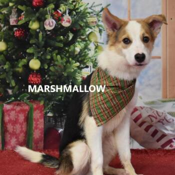 Bruno -  Border Collie and Mixed Breed Dog for Adoption in Yuma, Arizona - Bruno | PetCurious