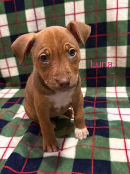 Rescue Australian Cattle Dog Blue Heeler and Shepherd Dogs for Adoption - Luna | PetCurious