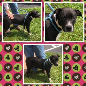 CHAOS -  Pit Bull Terrier Dog for Adoption in Buckhannon, West Virginia - CHAOS | PetCurious