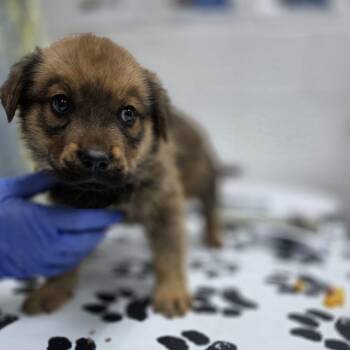 Cadmium -  Shepherd and Mixed Breed Dog for Adoption in Incline Village, Nevada - Cadmium | PetCurious