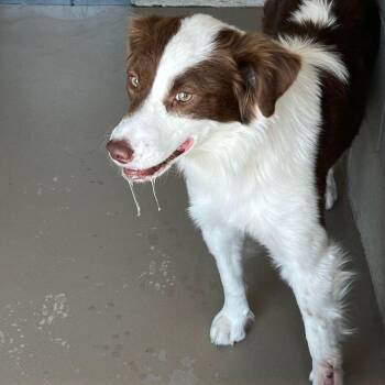 Zora -  Border Collie Dog for Adoption in Kingman, Arizona - Zora | PetCurious