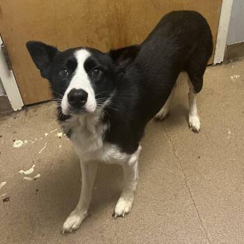 Foreigner -  Mixed Breed Dog for Adoption in Chattanooga, Tennessee - Foreigner | PetCurious