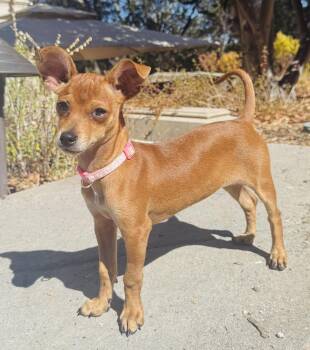 Pippa -  Chihuahua Dog for Adoption in Sunnyvale, California - Pippa | PetCurious