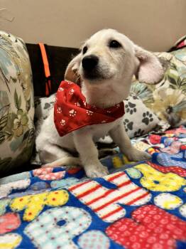 Maltipoo Dogs Available for Adoption in Cupertino, California - HOUSTON | PetCurious