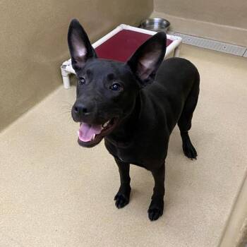 Shepherd and Black Labrador Retriever Dogs Available for Adoption in Monroe, Georgia - Jett #22866 | PetCurious