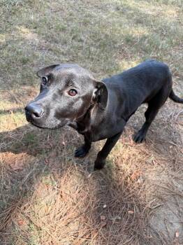Gem -  Labrador Retriever Dog for Adoption in Little Rock, Arkansas - Gem | PetCurious