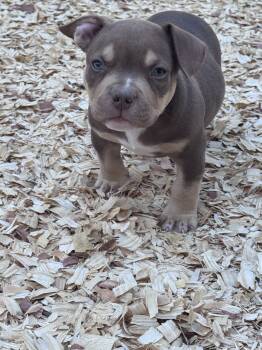 Chico  -  American Bully Dog for Sale in Lexington, South Carolina - Chico  | PetCurious