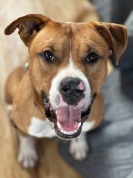 Pit Bull Terrier Dogs Available for Adoption - Barry | PetCurious