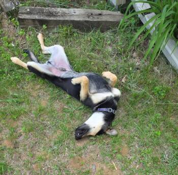 Oliver -  German Shepherd Dog Dog for Adoption in Suamico, Wisconsin - Oliver | PetCurious