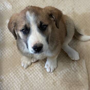 Shepherd and Mixed Breed Dogs Available for Adoption in Flagstaff, Arizona - Lasso | PetCurious