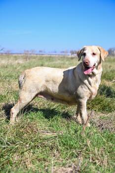 Kayana -  Labrador Retriever Dog Available for Adoption in Neosho, Missouri - Kayana | PetCurious