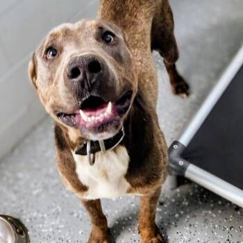Snoopy -  Pit Bull Terrier Dog for Adoption - Snoopy | PetCurious