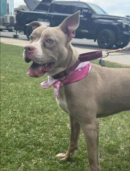 Luna CO -  Pit Bull Terrier Dog for Adoption in Thornton, Colorado - Luna CO | PetCurious