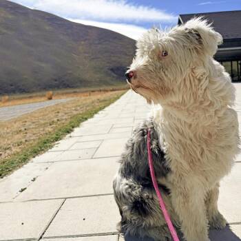 Petunia -  Mixed Breed Dog for Adoption in Hailey, Idaho - Petunia | PetCurious