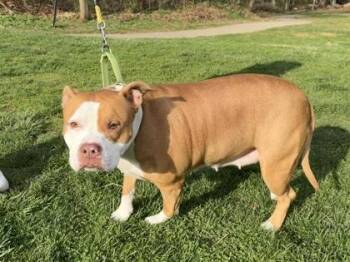 Mixed Breed Dogs Available for Adoption in West Chester, Pennsylvania - Negan | PetCurious