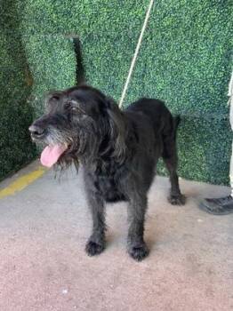 Irish Wolfhound and Mixed Breed Dogs Available for Adoption - 60613800 | PetCurious