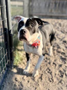 Blossom -  American Bulldog and Mixed Breed Dog for Adoption in Muskegon, Michigan - Blossom | PetCurious
