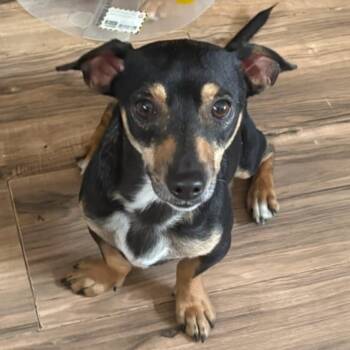 Teddy -  Chihuahua Dog for Adoption in Yonkers, New York - Teddy | PetCurious