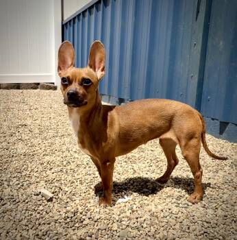 Dior -  Chihuahua Dog for Adoption in Kalamazoo, Michigan - Dior | PetCurious