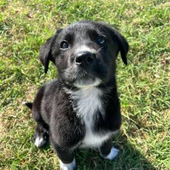 Shepherd and Mixed Breed Dogs Available for Adoption in Raleigh, North Carolina - Tango | PetCurious