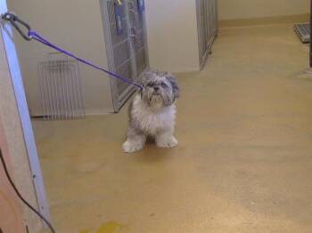 CASH -  Shih Tzu and Mixed Breed Dog for Adoption in Sacramento, California - CASH | PetCurious