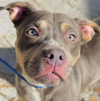 Xena -  Staffordshire Bull Terrier Dog for Adoption in Naperville, Illinois - Xena | PetCurious